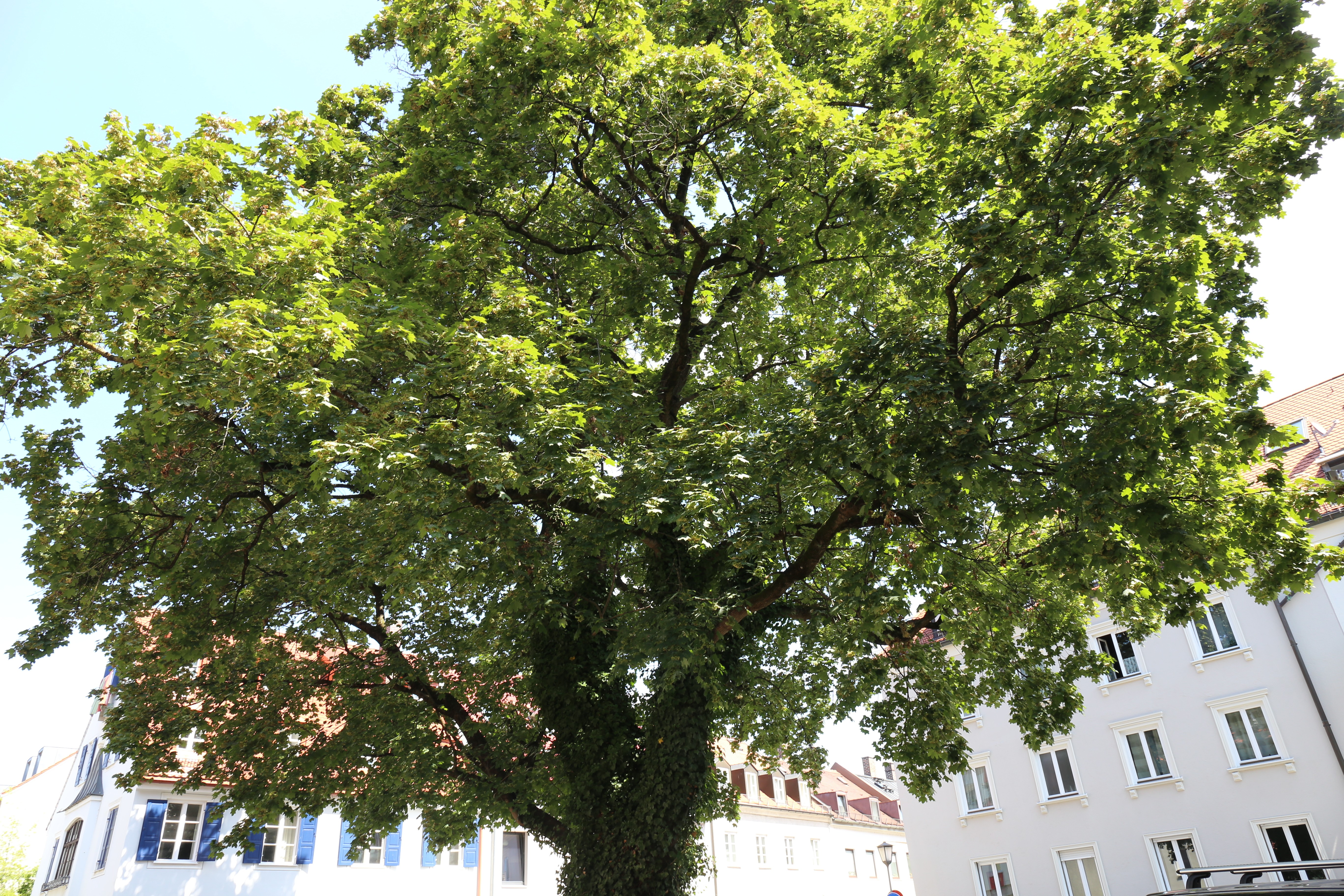 Warum die Stadt Bäume an Mainzer verschenkt