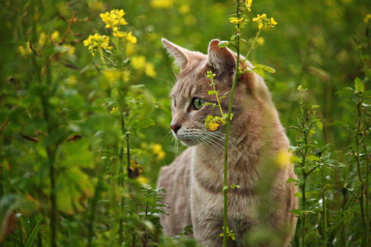 Neue Pflichten für Katzenhalter in Lahnstein: Das droht bei Verstößen