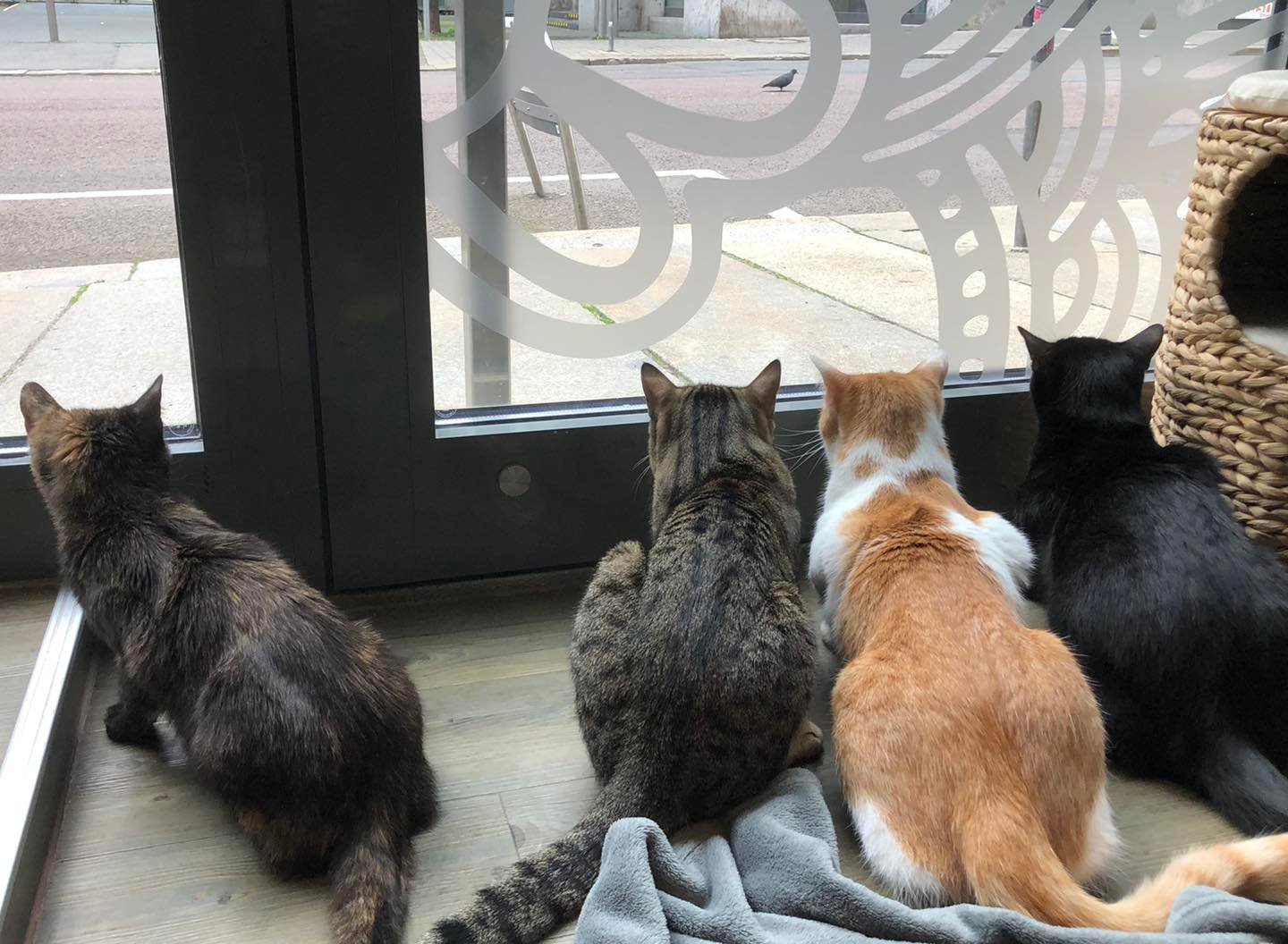 Mainz soll Katzencafé bekommen