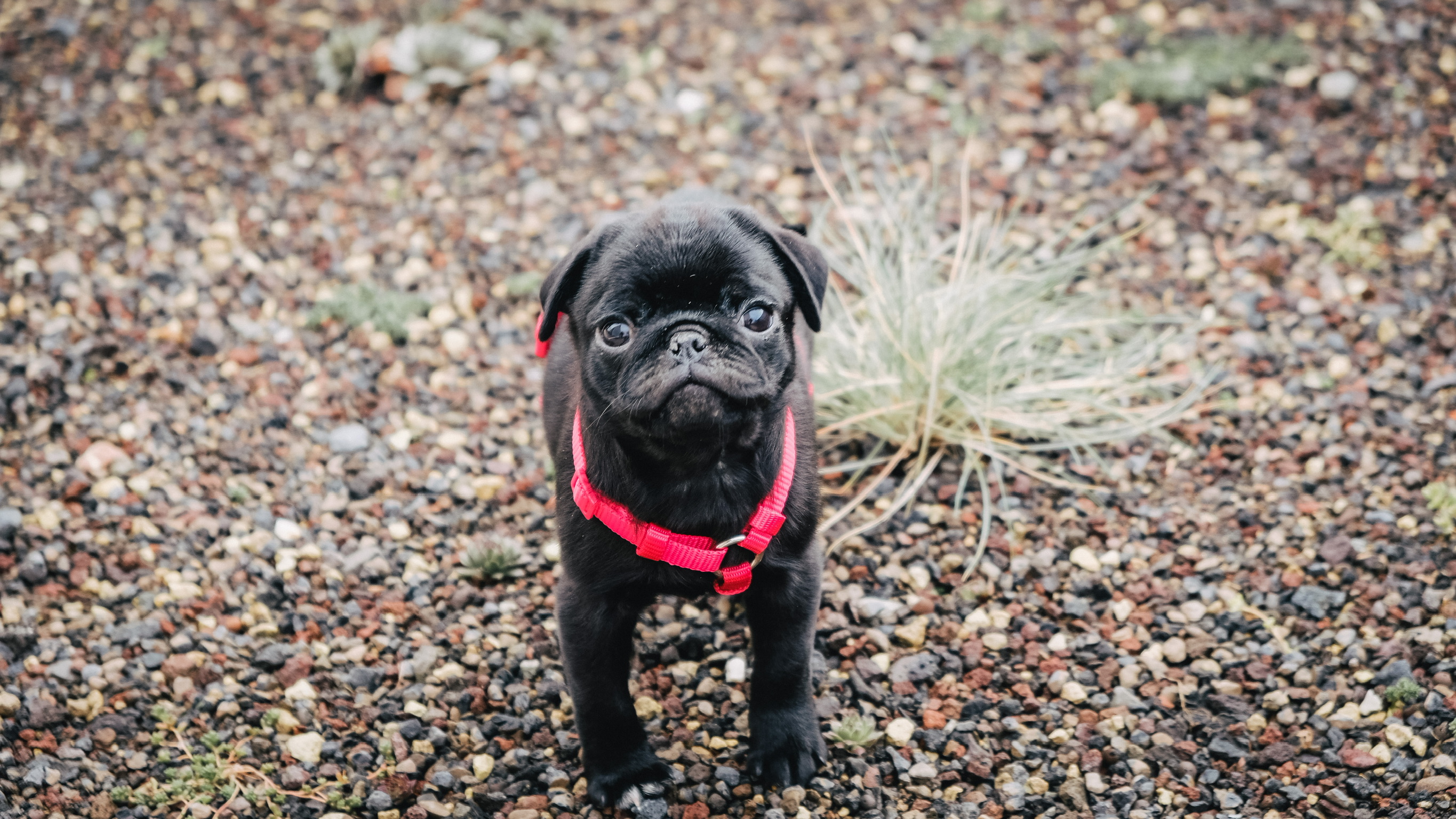 Mainzer Mops-Berühmtheit: Dieser Hund verzaubert Instagram