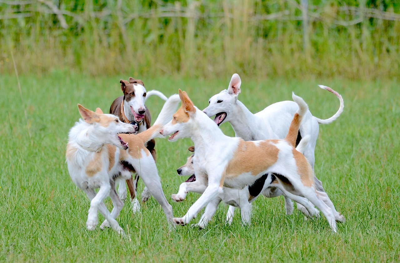 Jetzt doch: Mainz soll eine Hundewiese bekommen